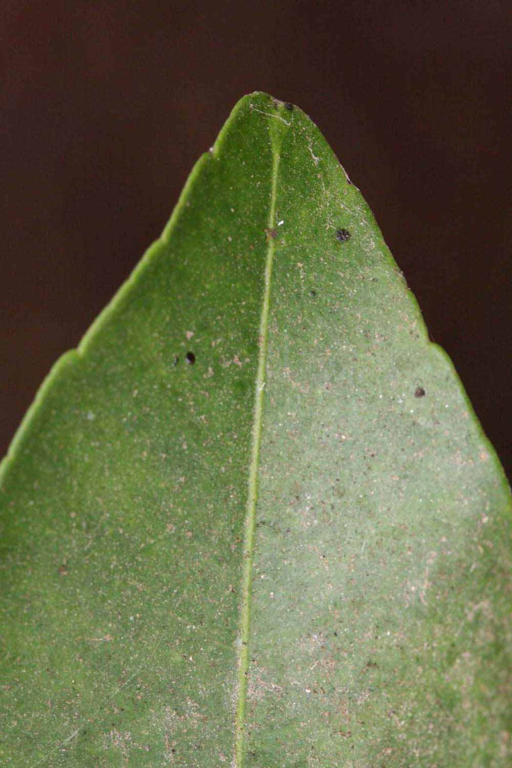              Margin (Riverside, CA)       